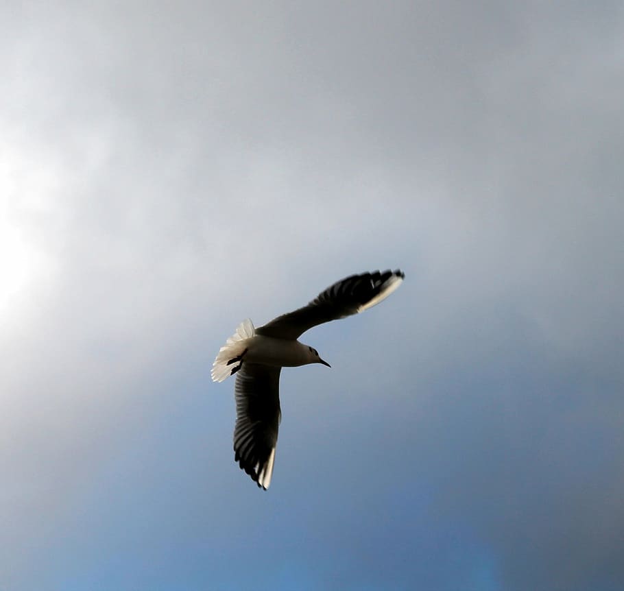 fly, sky, bird, cloud, flight, ala, flying, nature, animal HD wallpaper