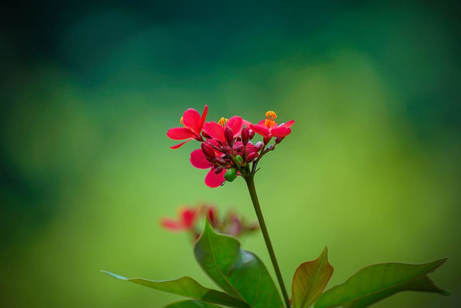 flower, nature, flora, leaf, summer, flowering plant, beauty in nature HD wallpaper
