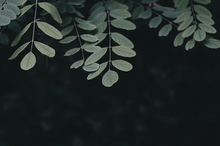 macro photography of green leafed plant, dark, tree, nature HD wallpaper