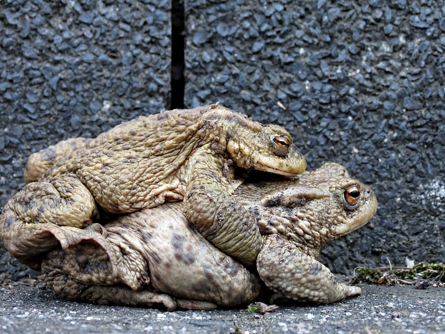 Toads, Hike, Pair, Bear, Tugs, Pairing, lovers, piggyback, toad migration HD wallpaper