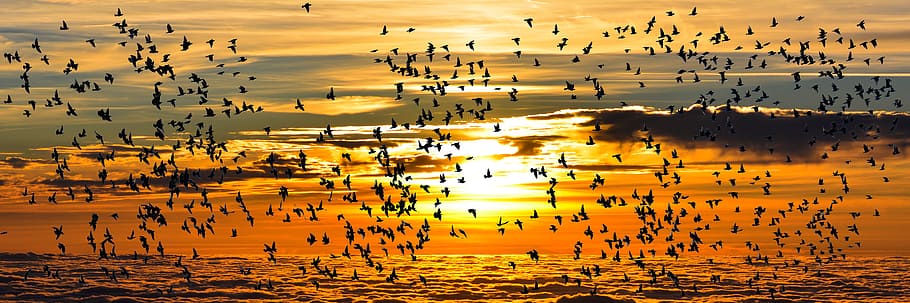 flight of birds with sunset background, nature, animals, migratory bird