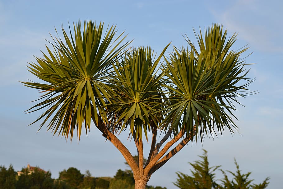 palms, trees, branches, green, leaves, leafy, stems, perennials HD wallpaper