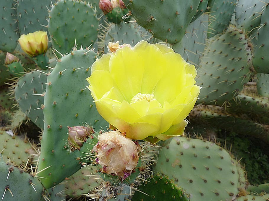 cactus, flower, thorns, macro, flowering, botany, figs, summer flowers HD wallpaper