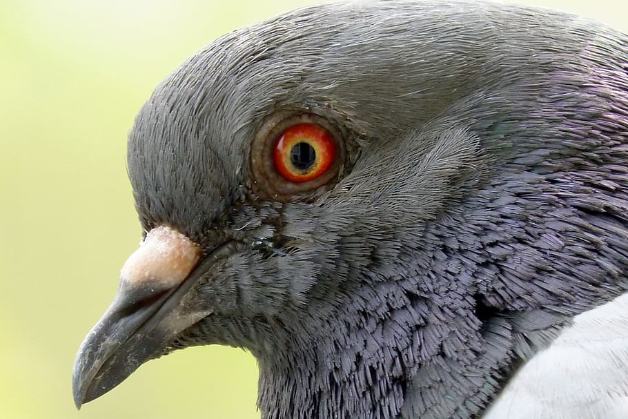 pigeon, eye, beak, feather, gray, bird, one animal, vertebrate HD wallpaper