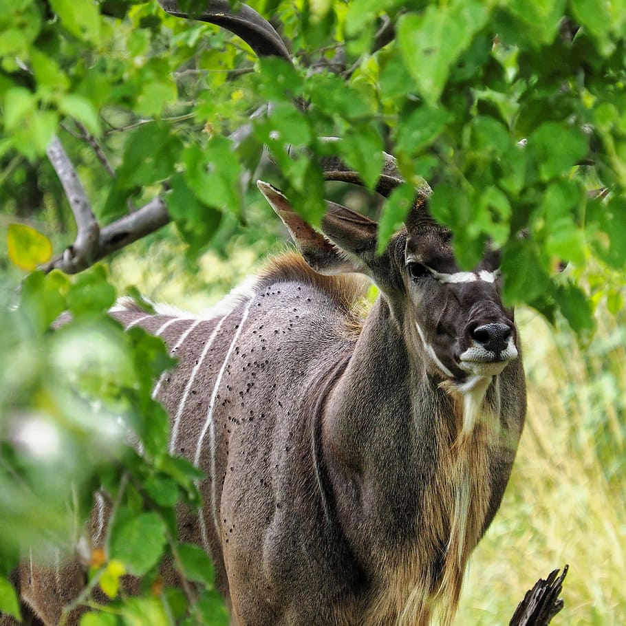 Kudu, brown and white deer, animal, tree, green, covered, outdoor, HD wallpaper