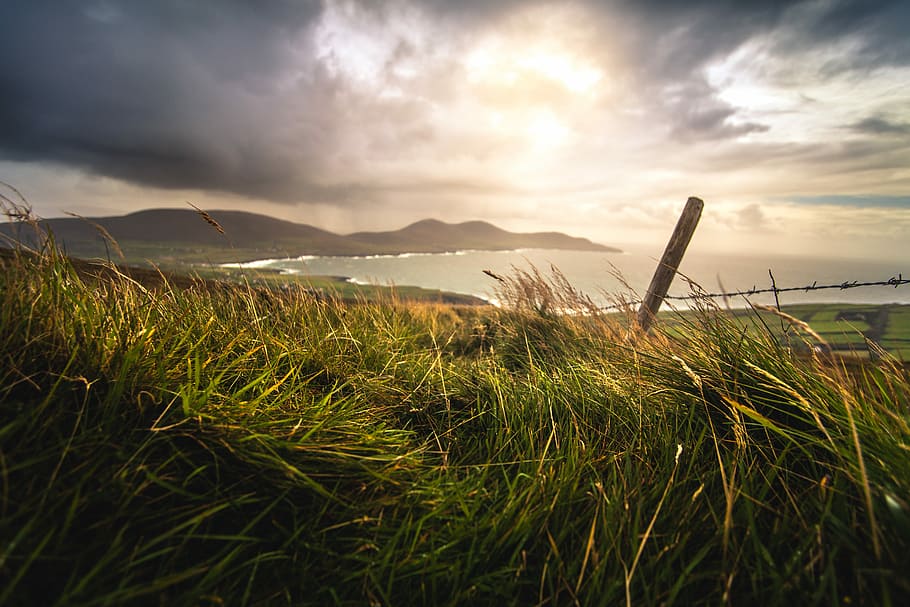 close up photography of green grasses, grass near body of water during golden hour HD wallpaper
