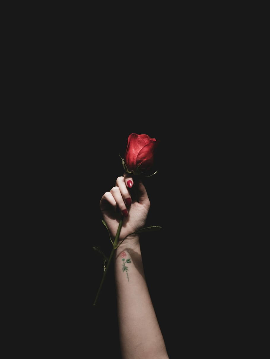 person holding red rose flower, woman holding red rose, hand