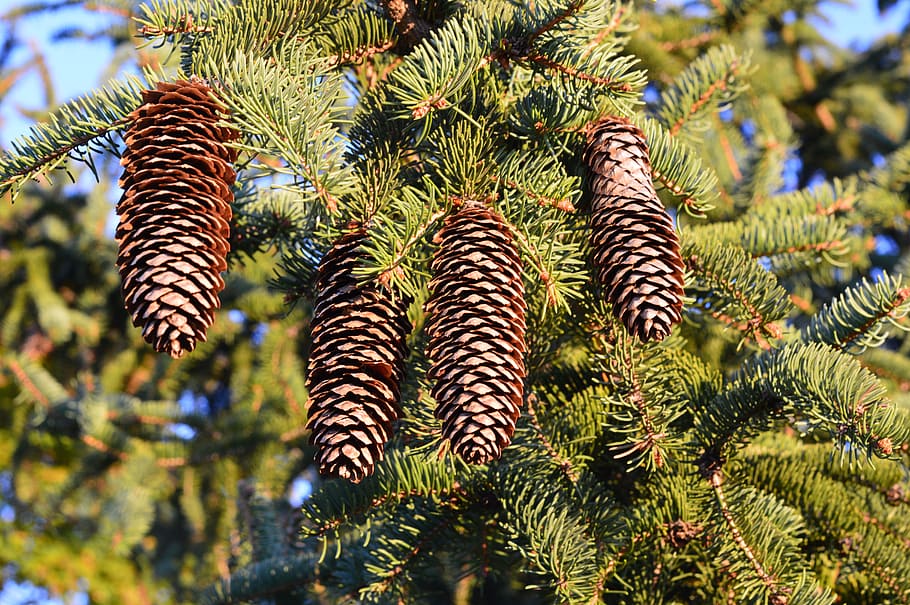 Pine, Cones, Trees, Leaves, Green, Leafy, branches, flora, foliage HD wallpaper