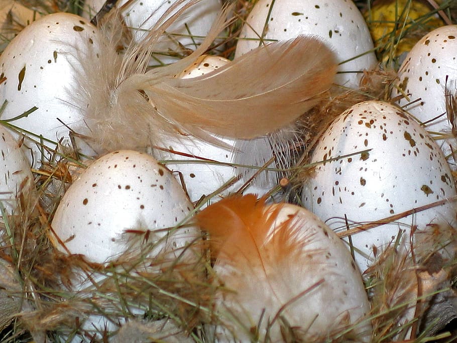 feathers on eggs, easter eggs, easter nest, spring, decoration, HD wallpaper