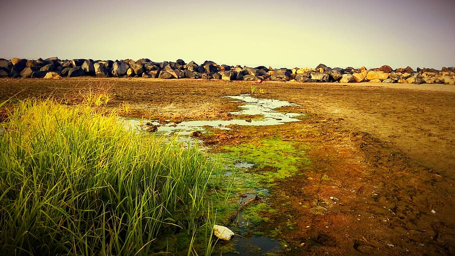 Beach, Grass, Grass, Green, Rocks, East, Nature, nice, warm HD wallpaper