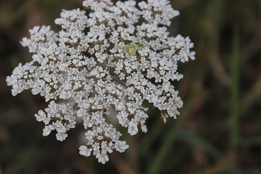 white, flower, nature, plant, flowering plant, white color HD wallpaper