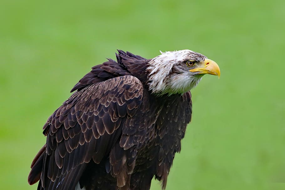 bald eagle, bird, animal, wildlife, raptor, avian, predator HD wallpaper