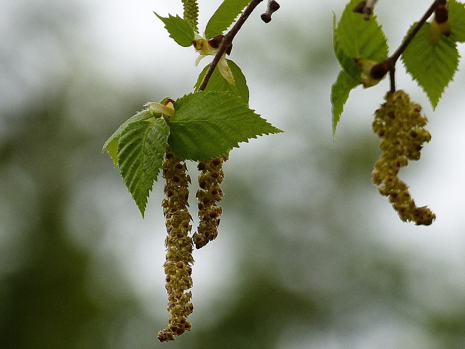 yellow cluster flowers, birch, leaves, branches, green, back light HD wallpaper
