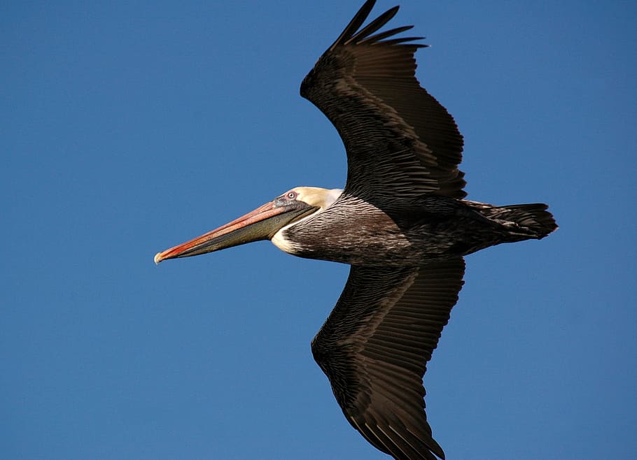 pelican, bird, flying, soaring, beak, pelecanus, feathers, wings, HD wallpaper