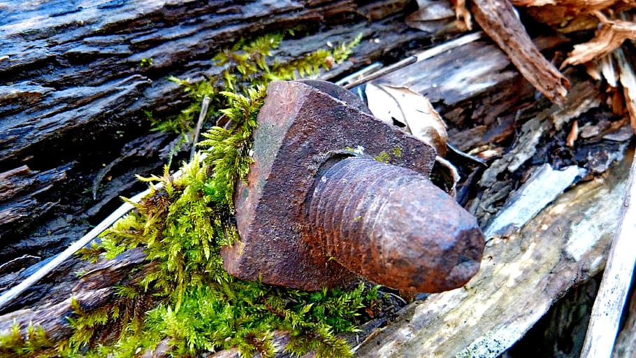 Nut, Bolt, Rust, Macro, Foam, Old, Wood, nature, one animal HD wallpaper