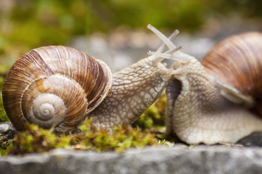 snail, snails, helix, spiral, pomatia, grass, animal, nature HD wallpaper