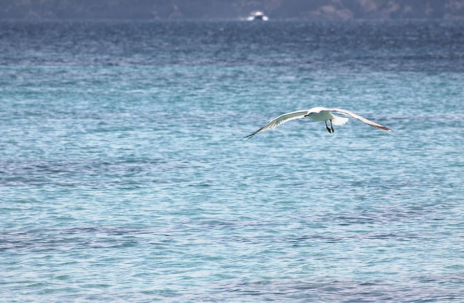 Sea, Ocean, Ave, Fly, Seagull, Nature, beach, costa, one animal HD wallpaper