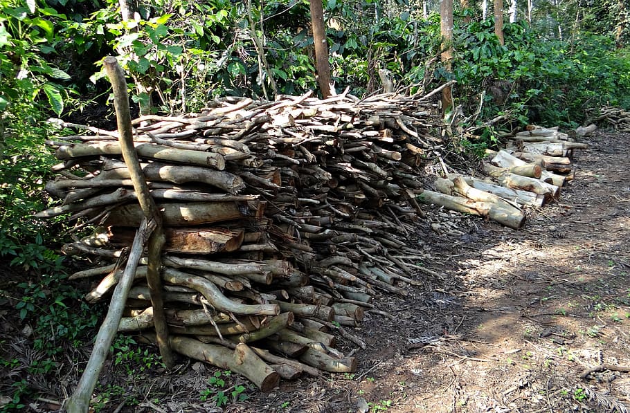 firewood, fuel, stack, forest, kodagu, india, log, plant, tree HD wallpaper