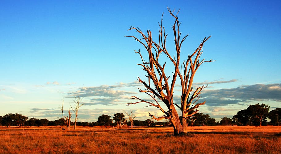 brown bare tree during golden hour, outback, australia, dry HD wallpaper