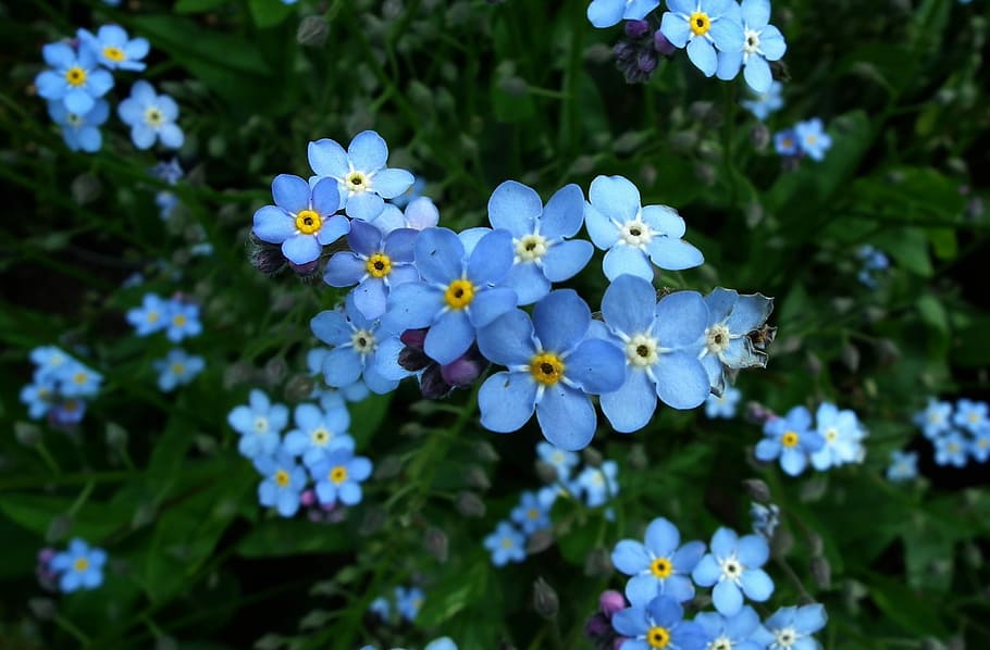 flower, nots, spring, nature, plant, leaf, flowering plant HD wallpaper
