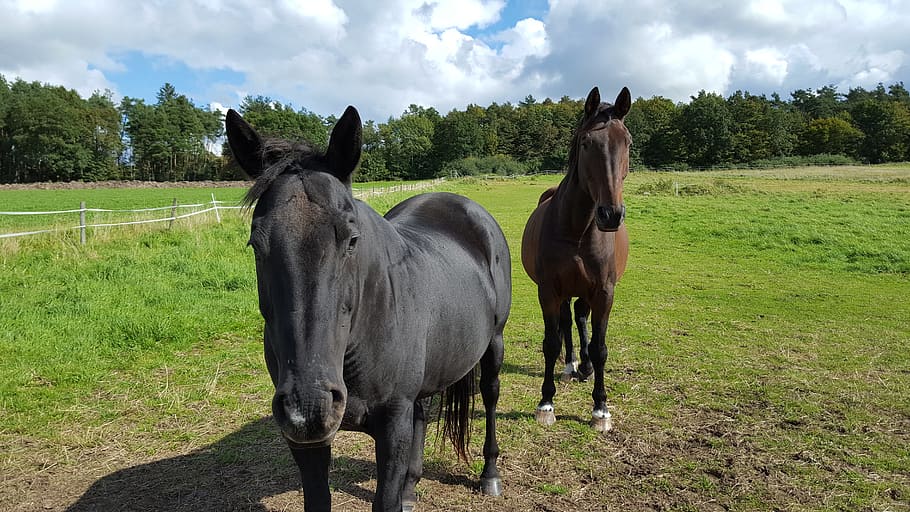 horses, coupling, grazing, mammal, domestic, domestic animals HD wallpaper