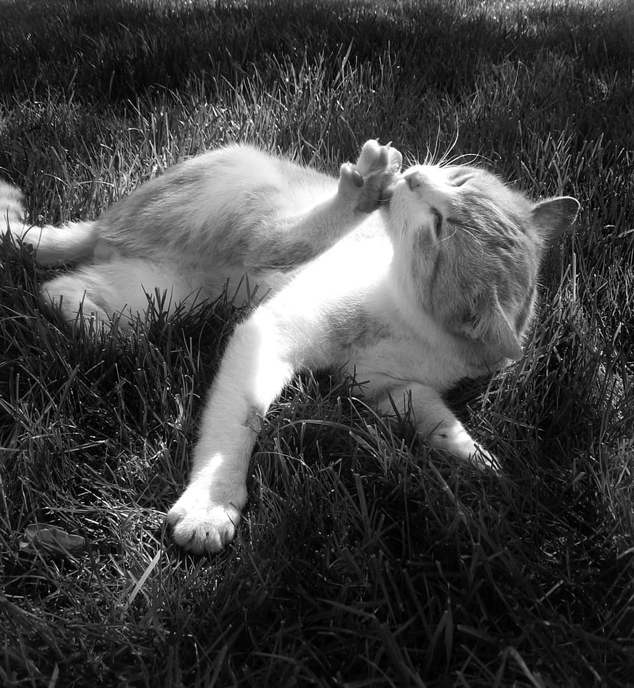 cat, tomcat, grass, peace, shoe, wash, hygiene, black and white HD wallpaper