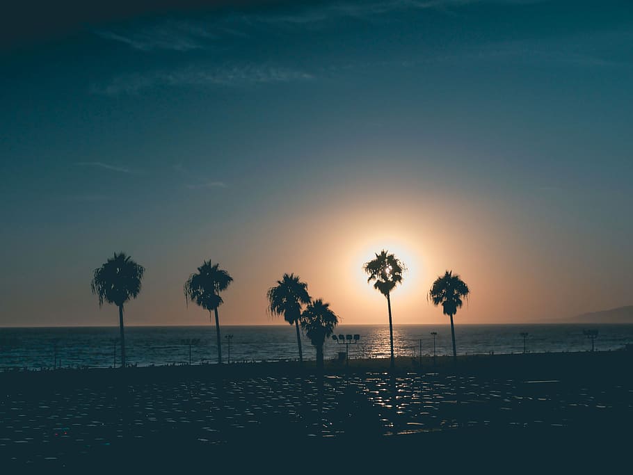 silhouette photography of trees, silhouette of palm trees during sunset, HD wallpaper