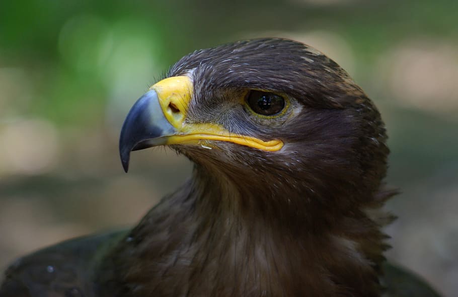Steppe Eagle, black bird, hawk, beak, eye, one animal, animal themes, HD wallpaper