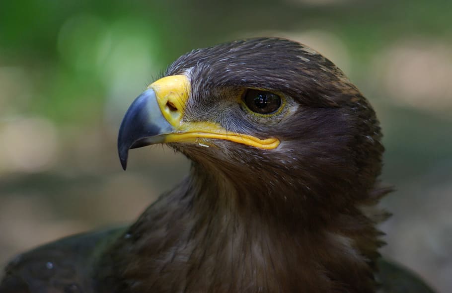 Steppe Eagle, black bird, hawk, beak, eye, one animal, animal themes HD wallpaper