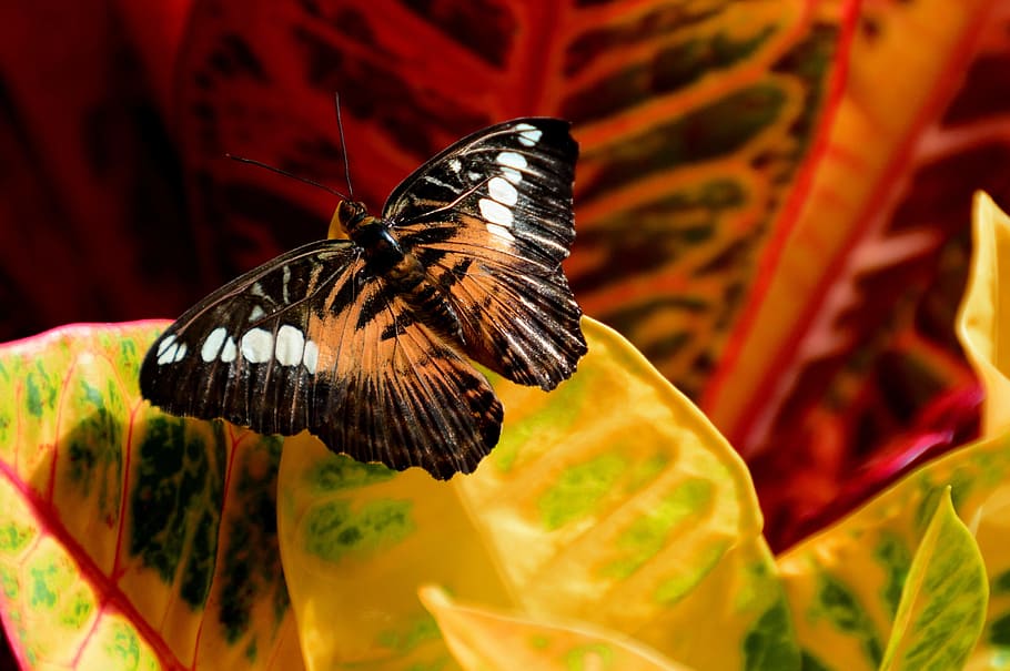 butterfly, brown, clipper, insect, entomology, wildlife, yellow HD wallpaper