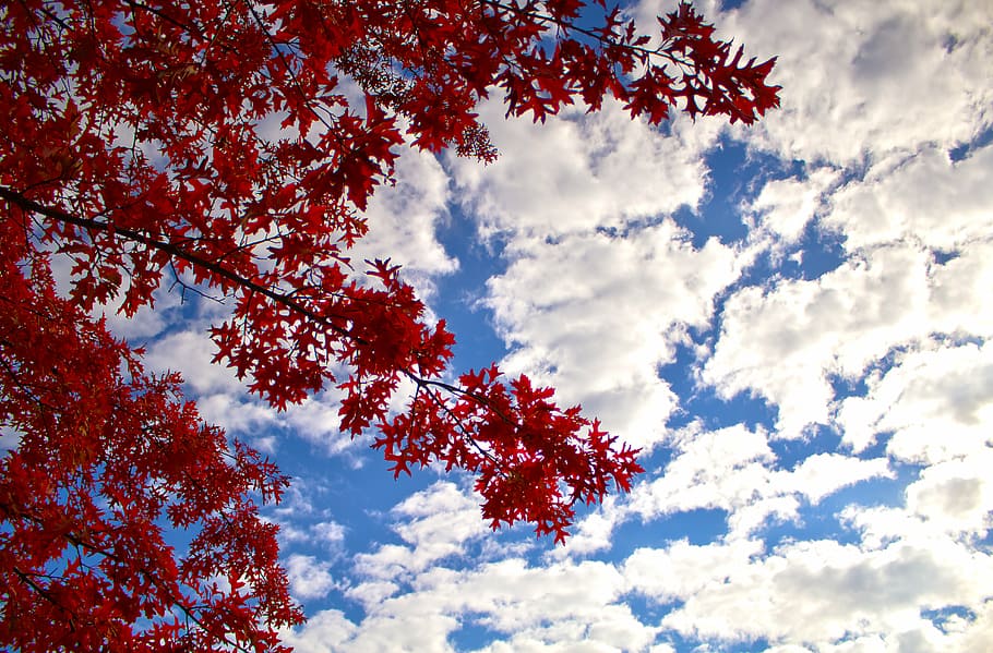 branches, clouds, leaves, maple leaves, nature, outdoors, sky HD wallpaper