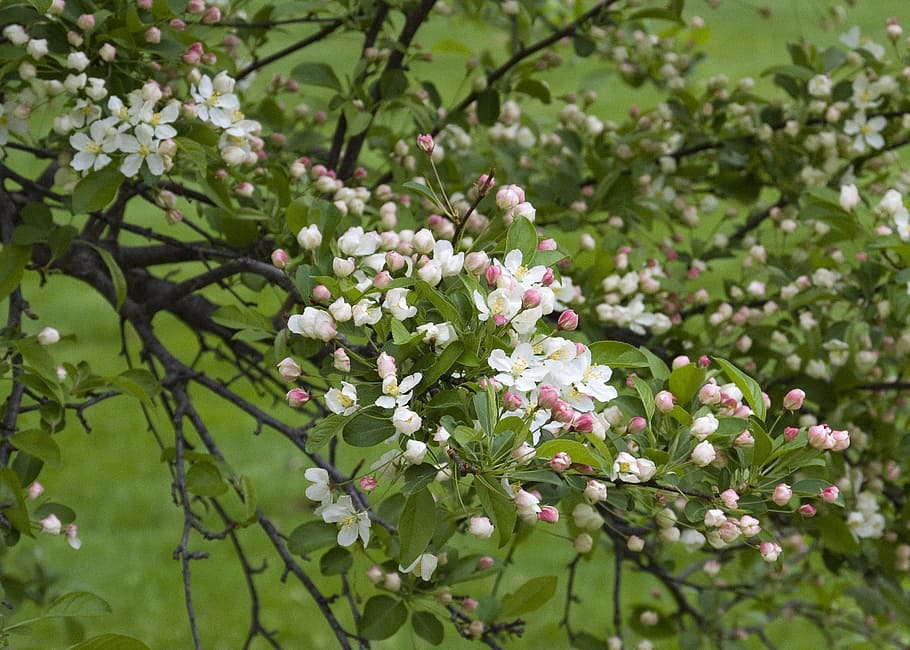 Plants, Flower, bud, spring, flowers, blossom, nature, growth HD wallpaper