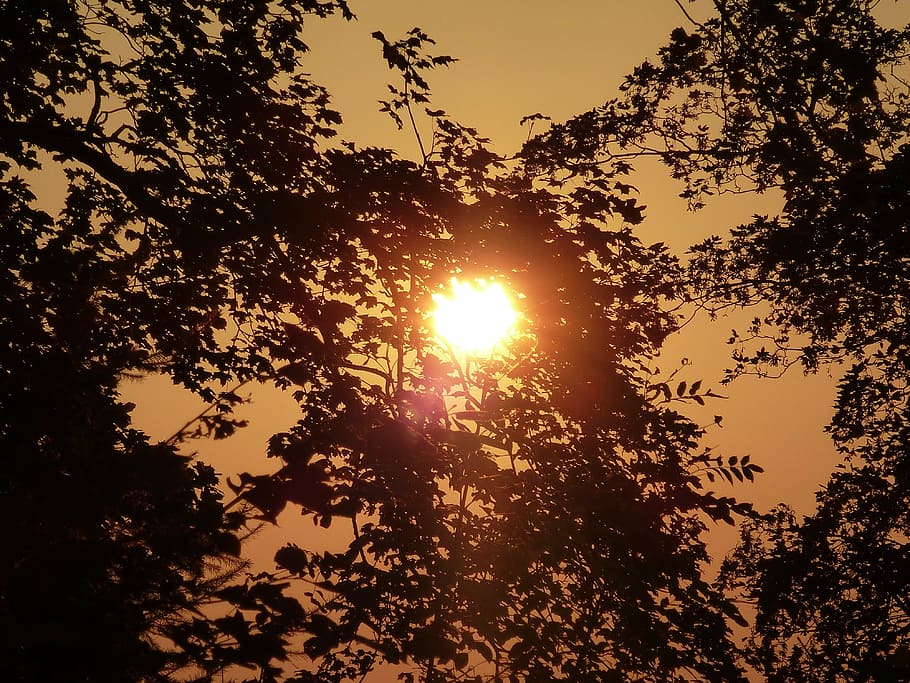 sunset, sky, evening sky, orange, orange sun, orange sky, trees HD wallpaper