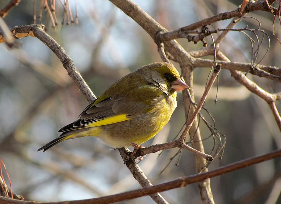 Bird, Periwinkle, Passerine, one animal, animal wildlife, branch HD wallpaper