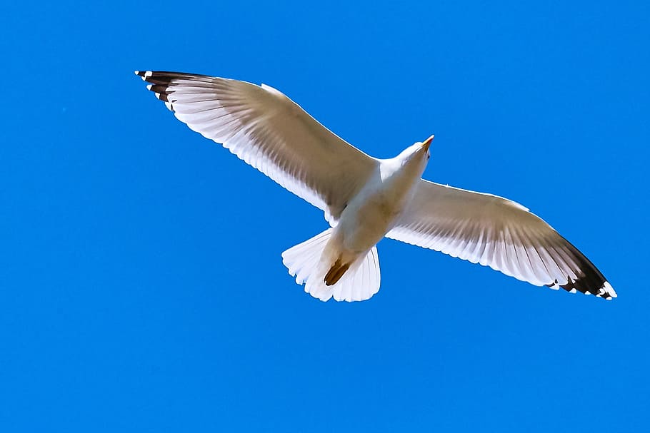 Seagull, Fly, Bird, White, Sea, sky, lake, bill, black and white HD wallpaper