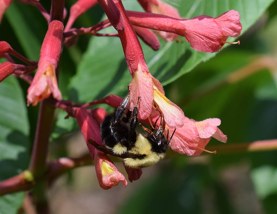 bee, chestnut flowers, pollinator, insect, animal, japanese chestnut flowers, HD wallpaper