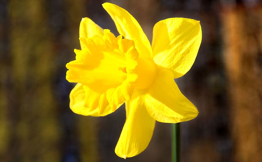 daffodil, spring, yellow flower, flowering plant, freshness HD wallpaper