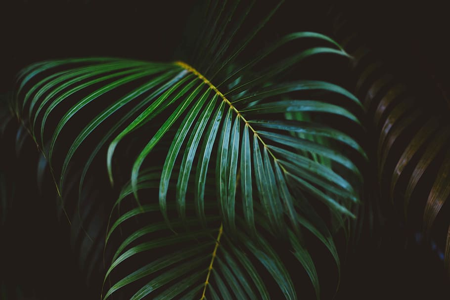 Aesthetic pc wallpaper 4k - palm leaves