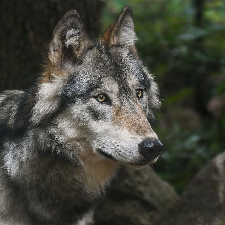 focus photography of grey wolf, portrait, predator, head, wild animal HD wallpaper
