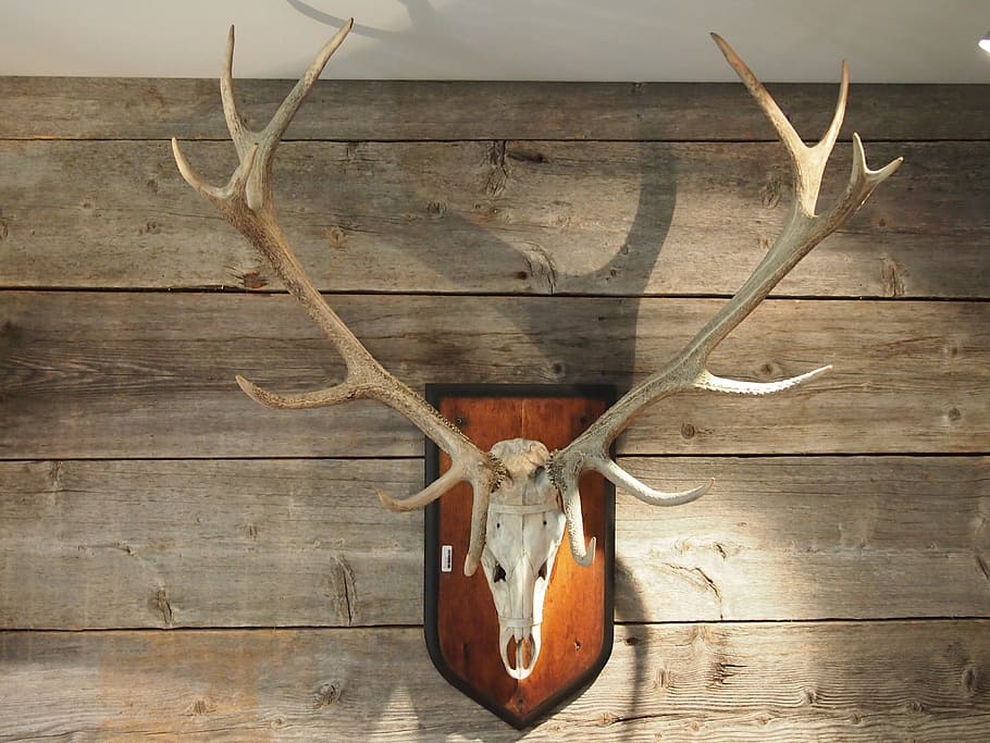 HD wallpaper: deer wall decoration, antler, trophy, wood, hirsch, hunter ho...