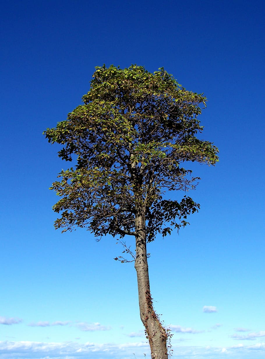 tree, nature, tall, alone, sky, plant, blue, growth, clear sky HD wallpaper