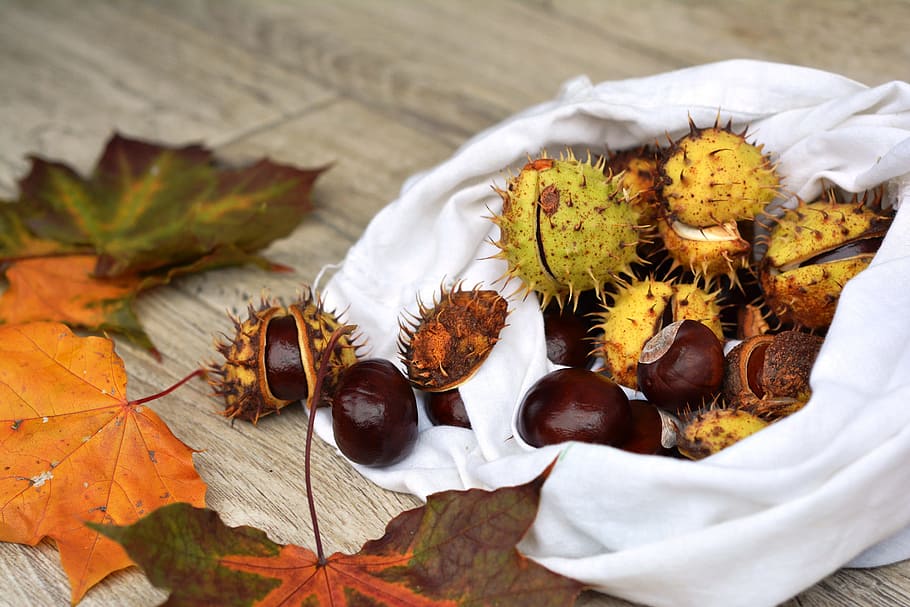 chestnuts, autumn, horse chestnut, fruit, dry leaves, food and drink