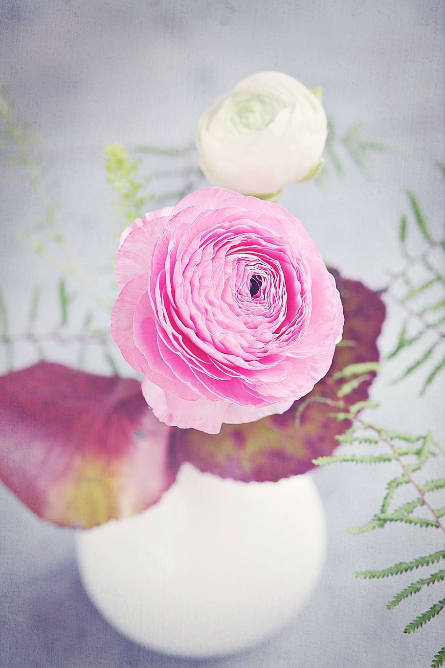 pink flower, ranunculus, blossom, bloom, spring, white, macro, HD wallpaper