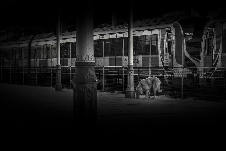 dog, train, station, mammal, domestic, domestic animals, pets HD wallpaper