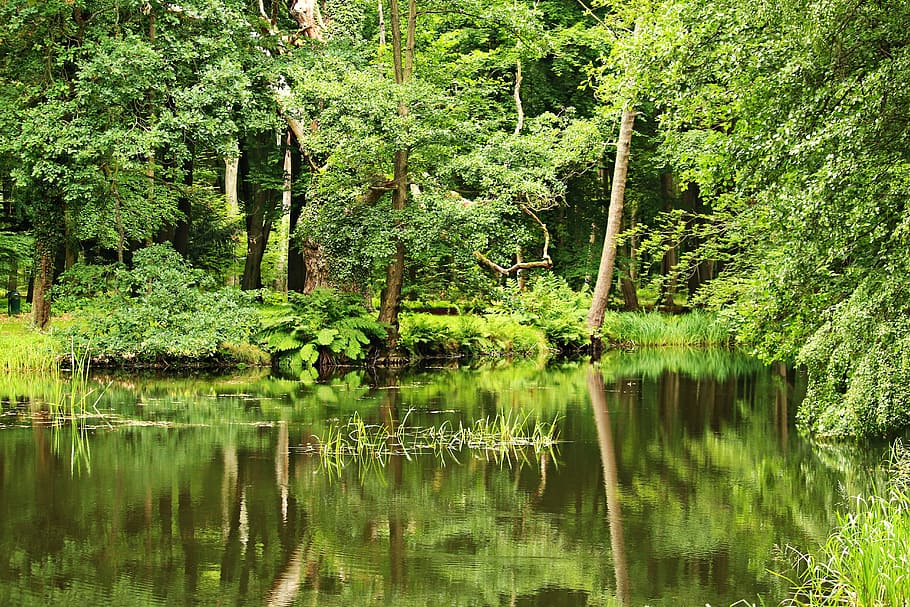 Pond, Forest, Waldsee, Trees, Waters, bank, reflection, nature HD wallpaper