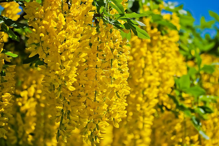 tree, flowers, spring, nature, garden, bloom, spring blossoms HD wallpaper