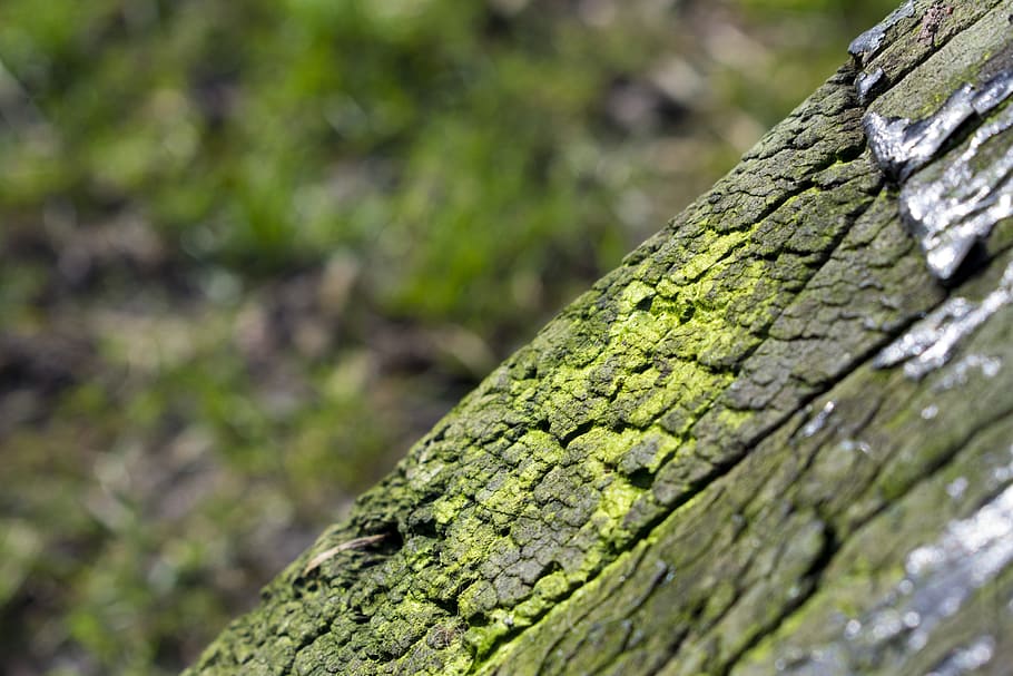Tree, Bark, Moss, Nature, Forest, Wood, green, burn, old, sunny, HD wallpaper