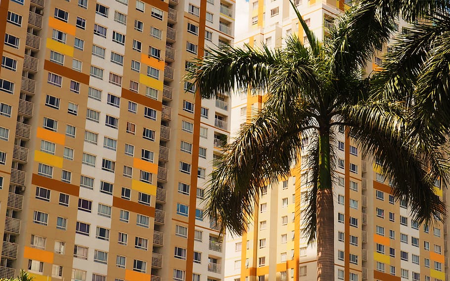 coconut tree near yellow and white buildings, brown concrete condominiums HD wallpaper