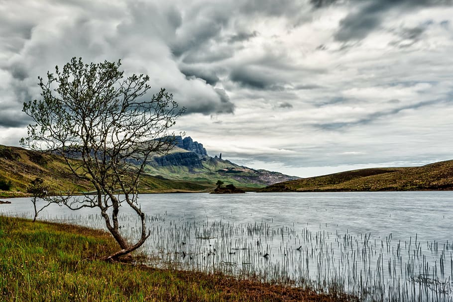 calm body of water near tree and green grass field, sky, clouds HD wallpaper