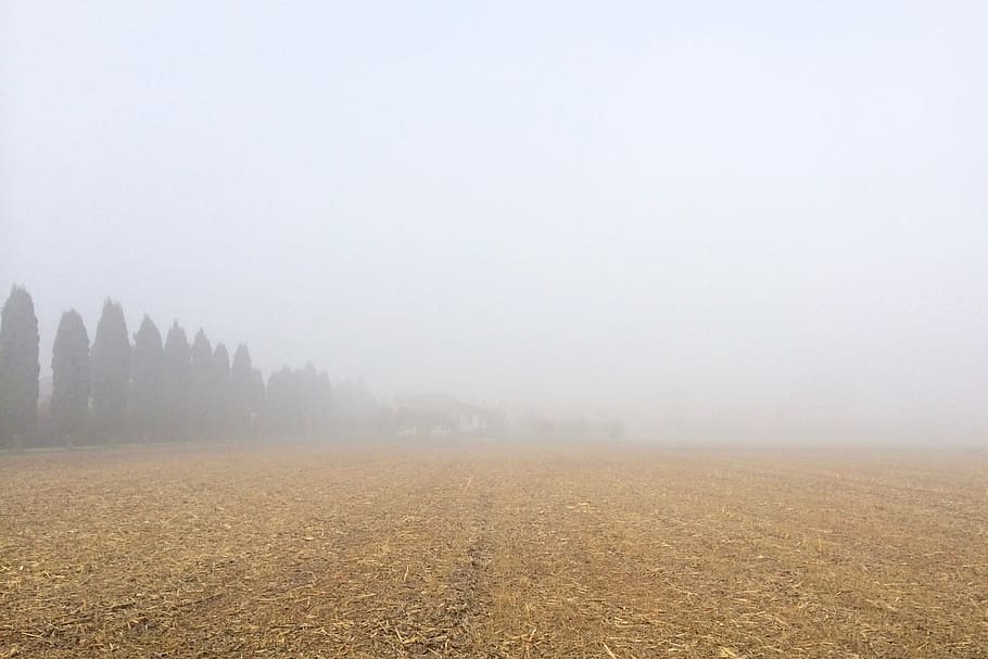 field, trees, plant, sky, cloud, farm, backyard, fog, landscape HD wallpaper